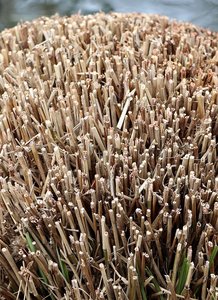 Frost Hazel