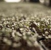 Frost Hazel