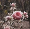 Frost Hazel