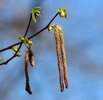 Frost Hazel