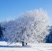 Frost Hazel