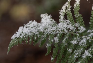 Frost Hazel
