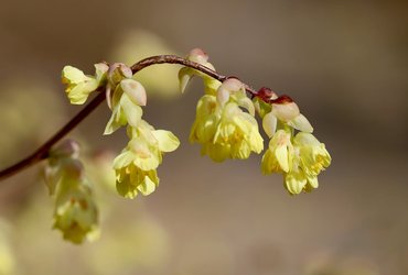 Frost Hazel