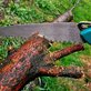 Frost Hazel