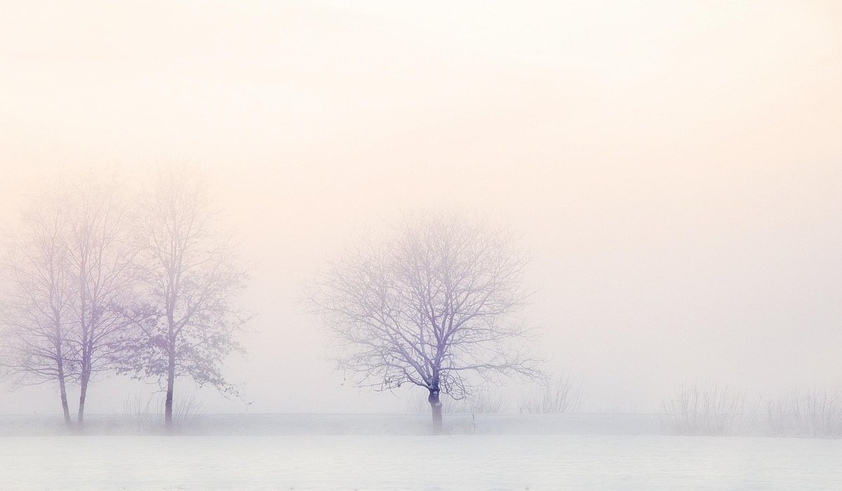 Frost Hazel
