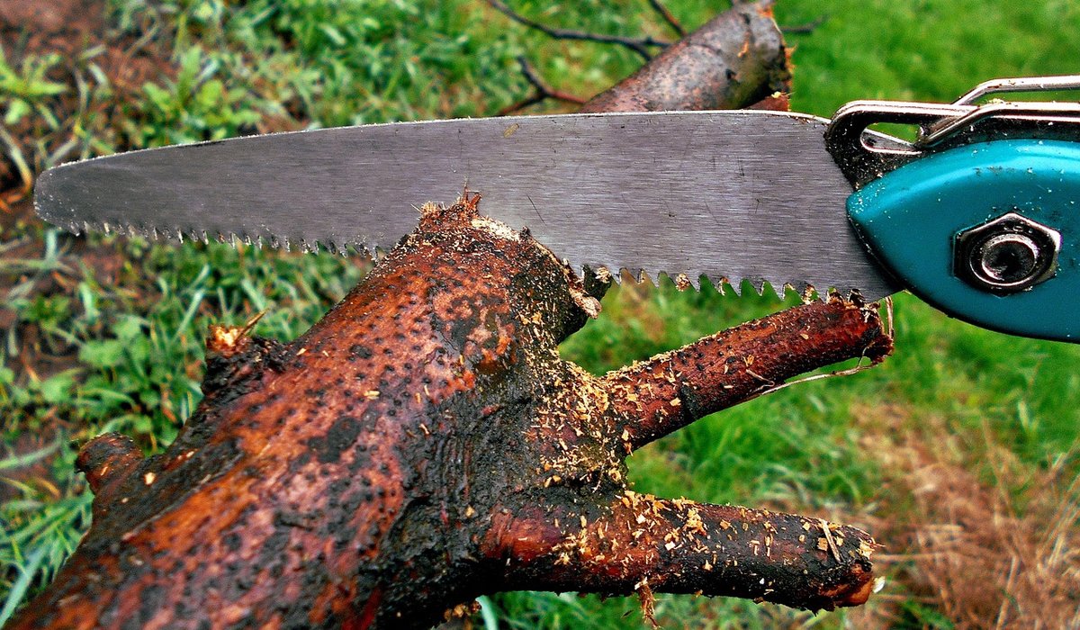 Frost Hazel