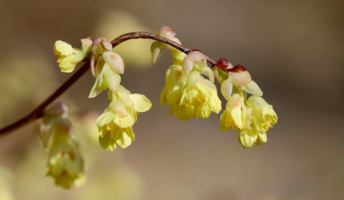 Frost Hazel