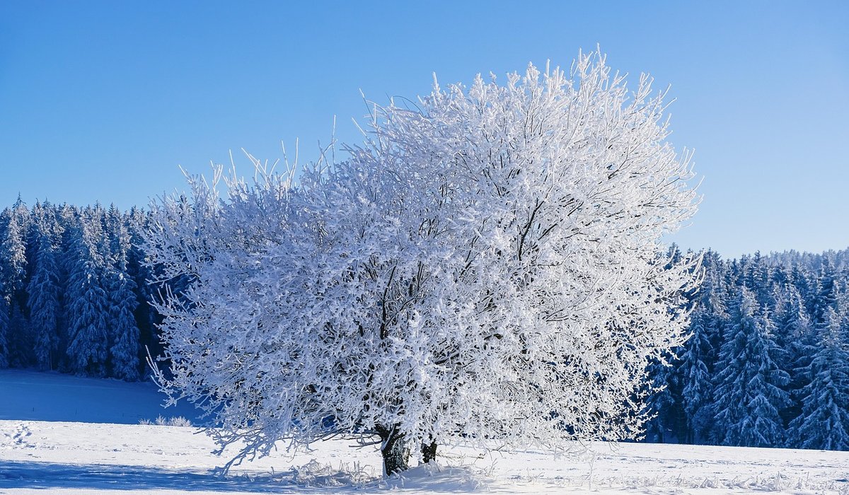 Frost Hazel