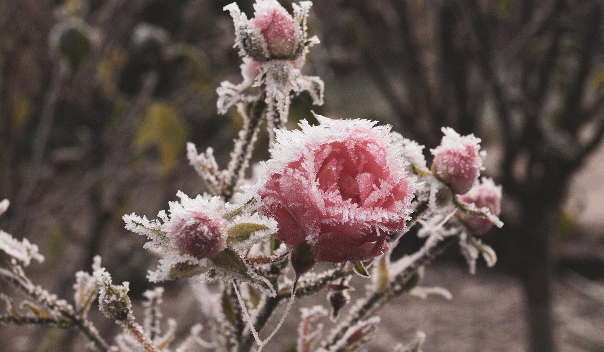 Frost Hazel