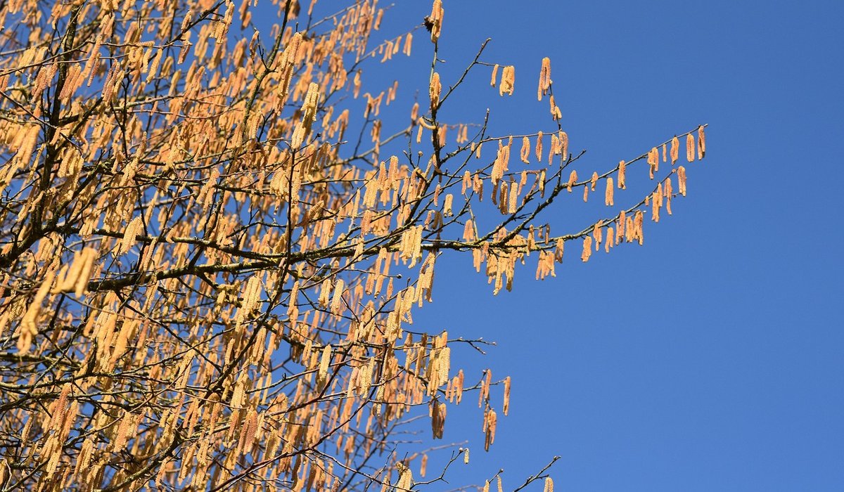 Frost Hazel