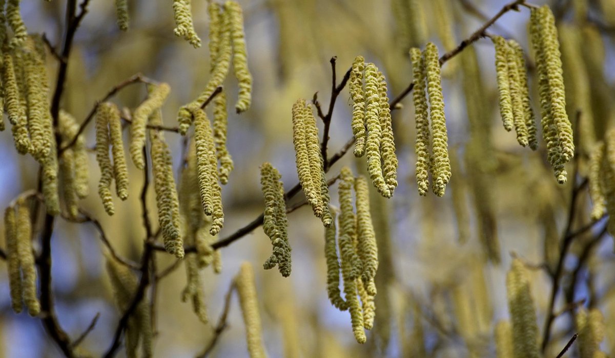 Frost Hazel