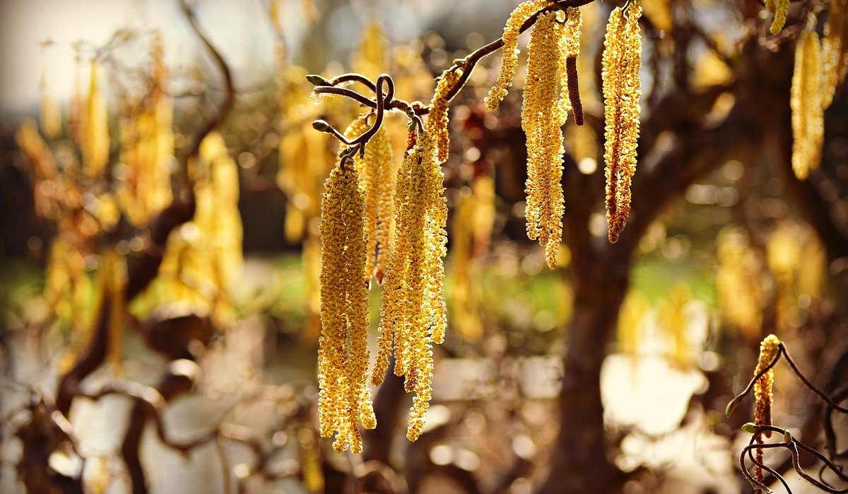 Frost Hazel