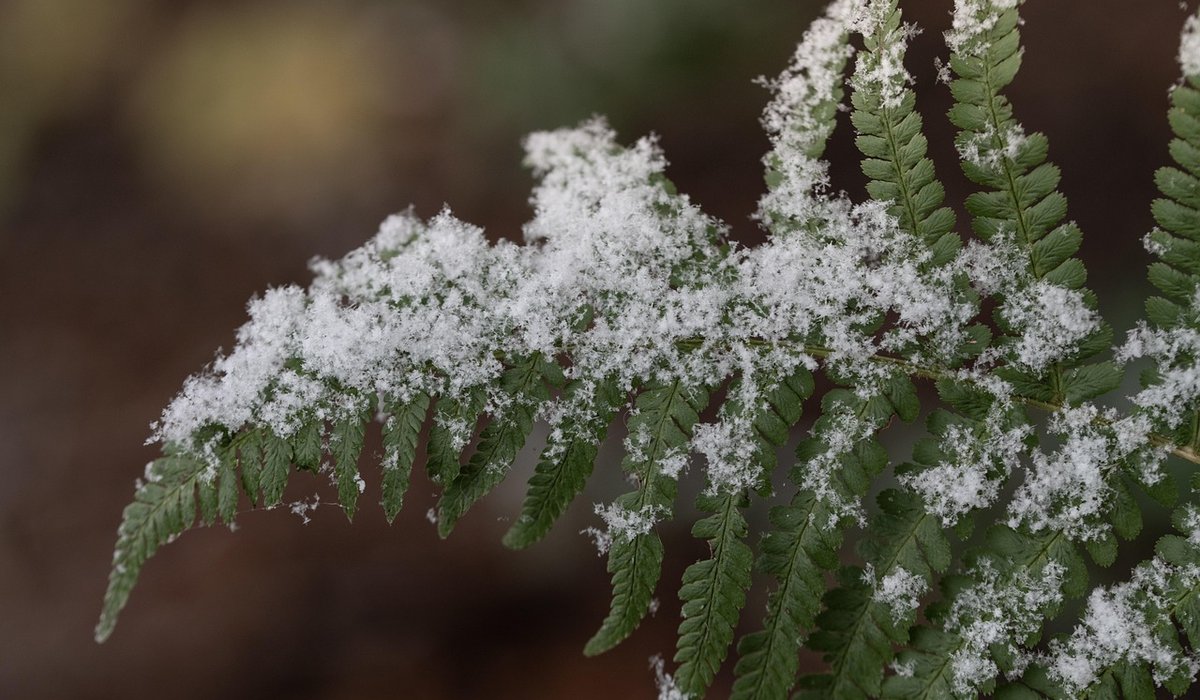 Frost Hazel