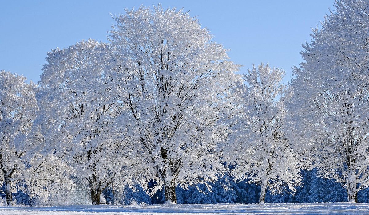 Frost Hazel