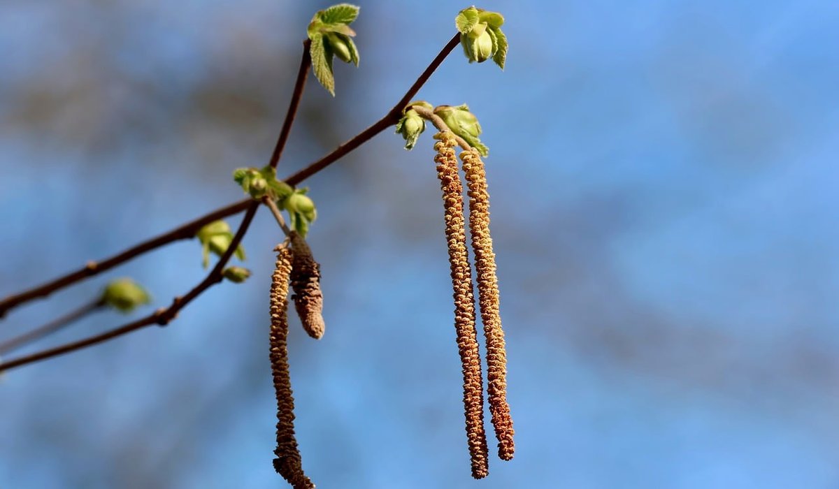 Frost Hazel