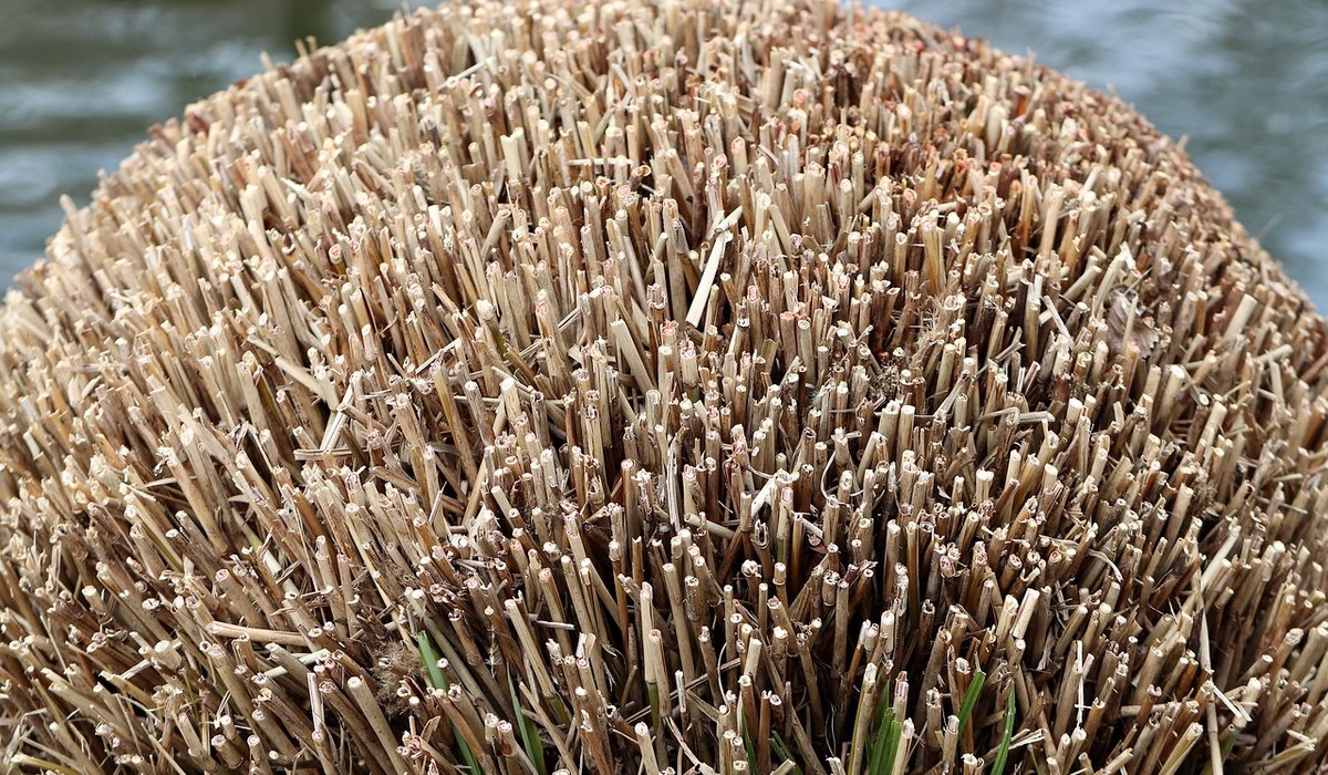 Frost Hazel